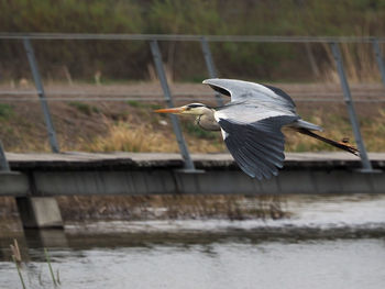 High angle view of gray heron flying over lake