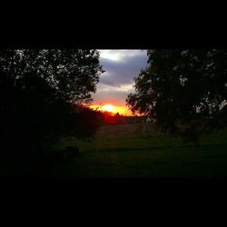 Trees on field at sunset