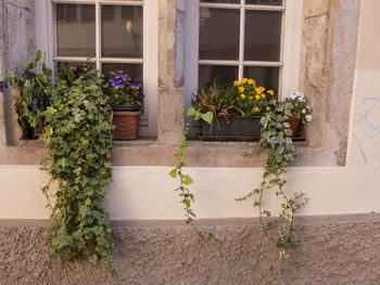 Potted plants by window of house