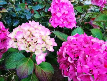 Close-up of pink flowering plants