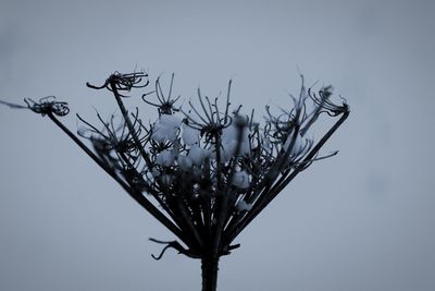 Low angle view of flowering plant against clear sky