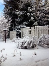 Trees on snow covered landscape
