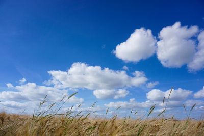 Scenic view of field against blue sky