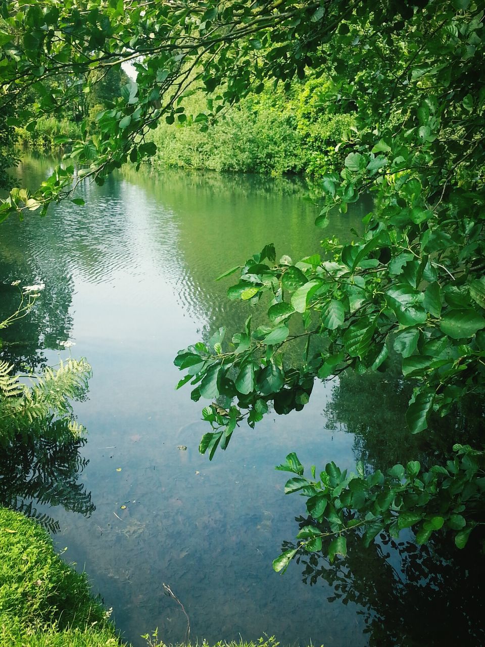 water, tree, reflection, lake, tranquility, tranquil scene, green color, growth, beauty in nature, nature, scenics, branch, leaf, waterfront, pond, plant, idyllic, day, outdoors, no people