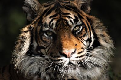 Close-up portrait of a cat