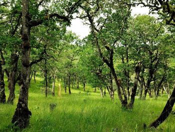 Trees on grassy field