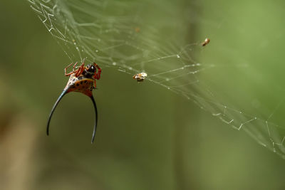 Close-up of spider on web