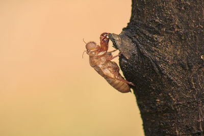 Close-up of insect on tree trunk