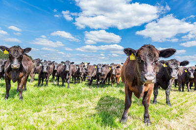 Cows on field against sky