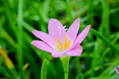 Close-up of pink flower blooming outdoors