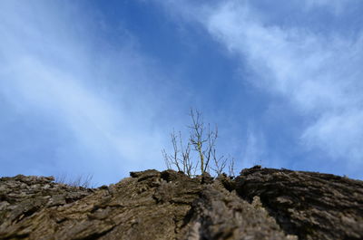 Low angle view of bare tree against blue sky