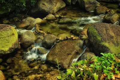 High angle view of moss growing on rocks in forest