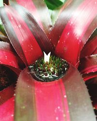 Close-up of pink flowers