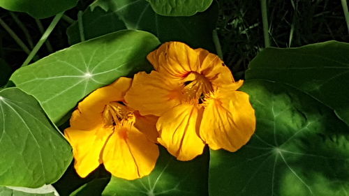 Close-up of yellow flowers