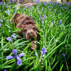 Portrait of dog on grassy field