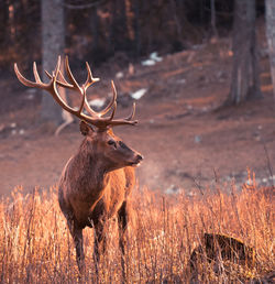 Deer in a field