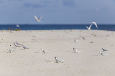 Seagulls on beach