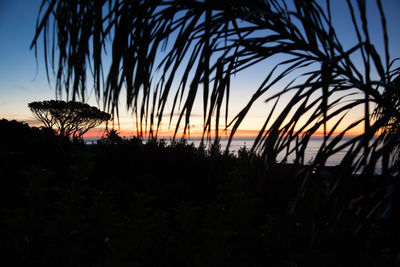 Silhouette plants against sky during sunset