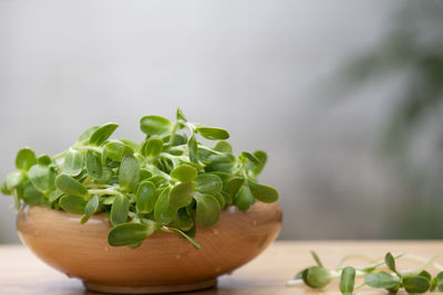 Close-up of potted plant on table