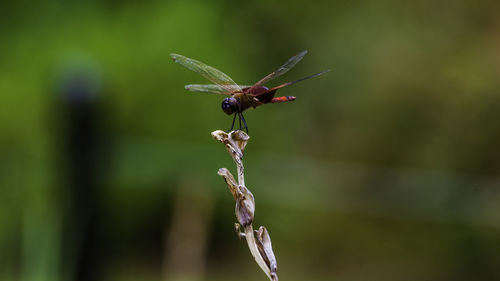 Close-up of insect on plant