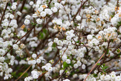 Close-up of white cherry blossoms in spring