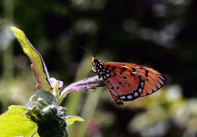Close-up of butterfly pollinating flower