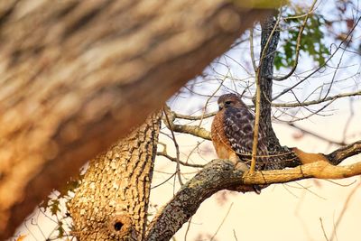 Low angle view of bird perching on branch