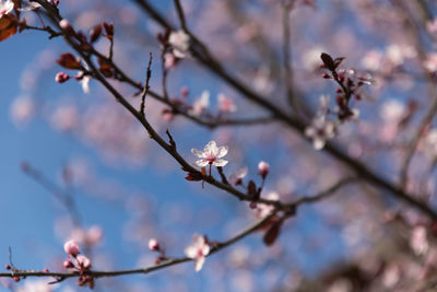 Low angle view of flowers on branch