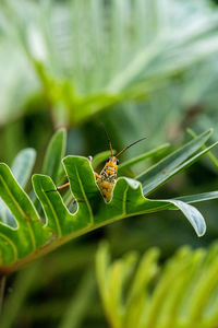 Close-up of insect on leaf