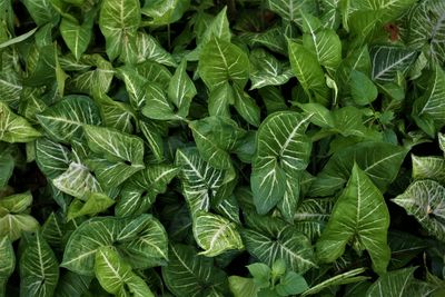 Full frame shot of fresh green leaves