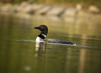 Close-up of common loon swimming in lake