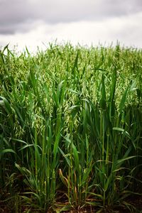 Close-up of crops growing on field