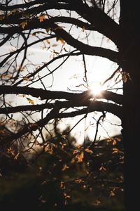 Low angle view of silhouette trees against sky during sunset