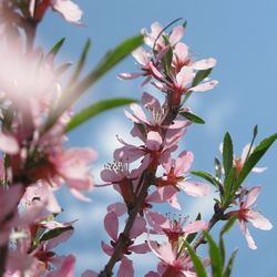 Close-up of pink flowers