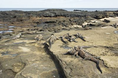 View of iguanas on rocky shore