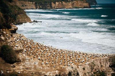 Flock of birds perching at beach