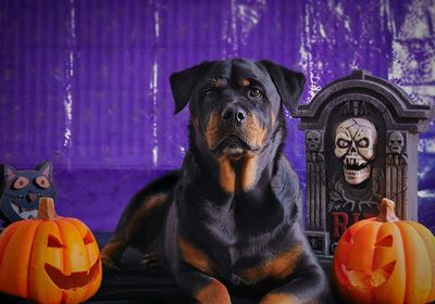 Portrait of dog in halloween setup