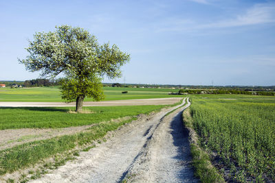 Road amidst trees on field against sky