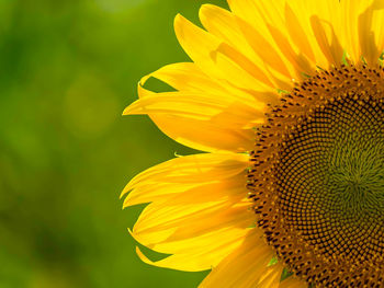 Close-up of sunflower