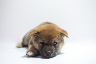 Close-up portrait of a dog over white background