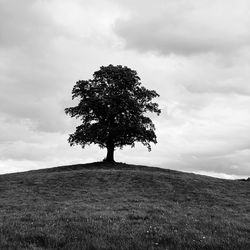 Tree on field against sky