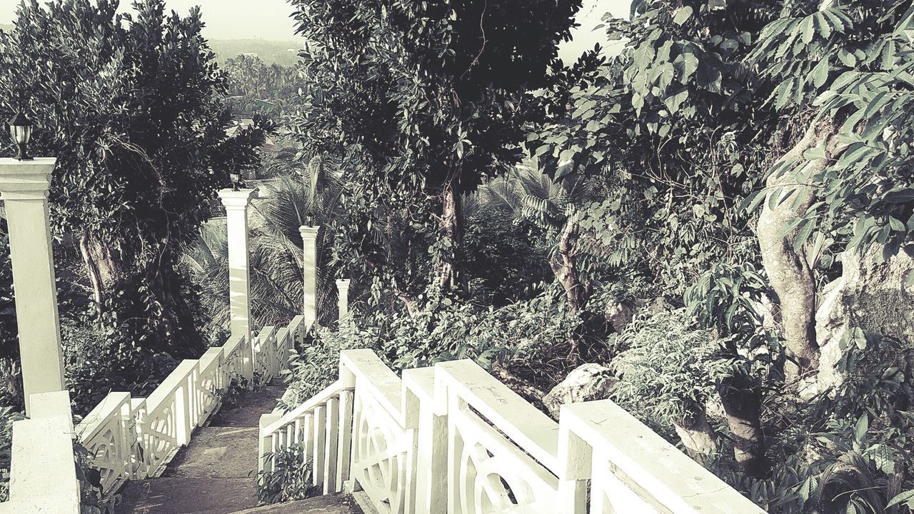 tree, built structure, architecture, building exterior, low angle view, growth, outdoors, day, no people, sunlight, railing, shadow, nature, branch, sky, the way forward, tree trunk, steps, plant, building