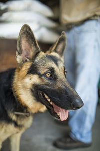 Close-up of a dog looking away