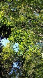 Low angle view of flowering tree against sky