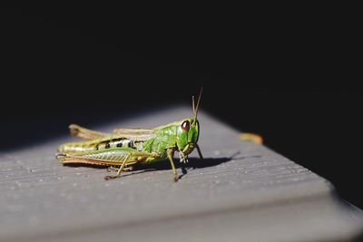 Close-up of insect on leaf