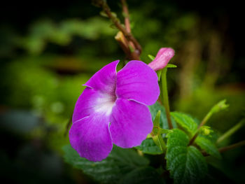 Close-up of purple flowering plant