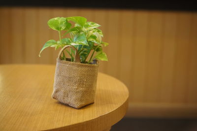 Close-up of potted plant on table