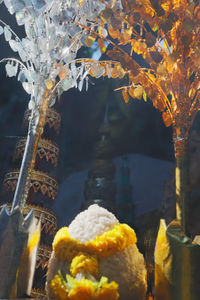 Close-up of illuminated flowering plants at temple