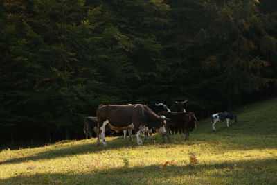 Cows grazing in a field