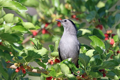 Close-up of bird perching on branch